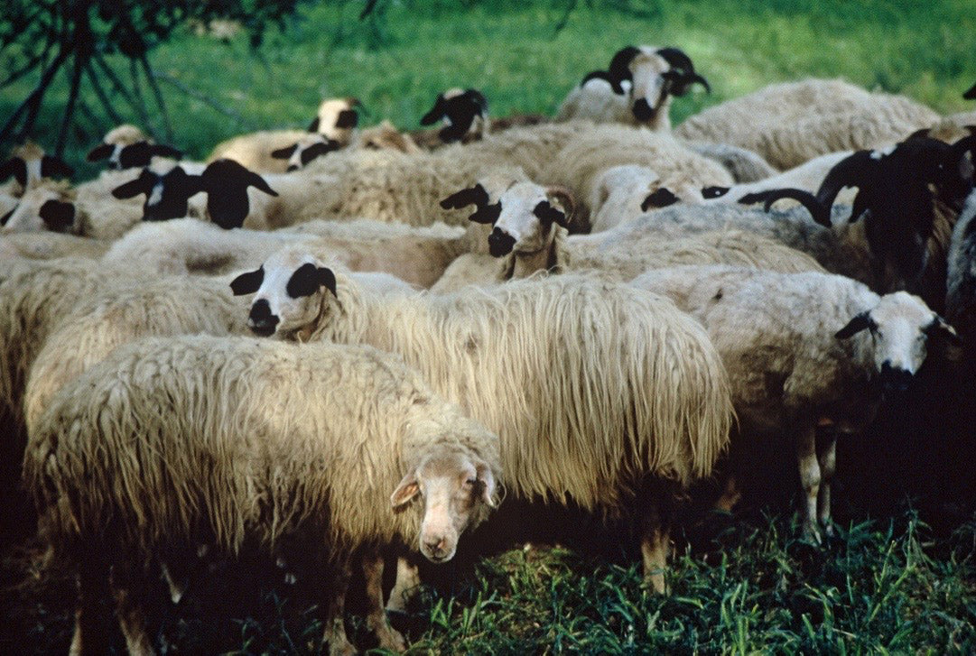 Navajo Churro sheep